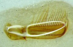 Corixa punctata
