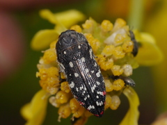 Acmaeodera rubronotata