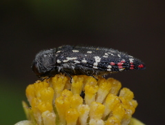 Acmaeodera rubronotata