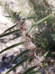 Hakea repullulans