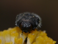 Acmaeodera rubronotata