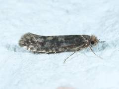 Haplotinea insectella