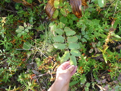 Sanguisorba stipulata