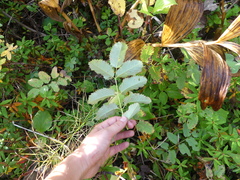 Sanguisorba stipulata
