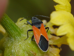 Melanopleurus belfragei
