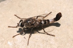 Apiocera