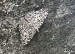Hamadryas februa