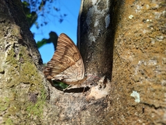 Charaxinae