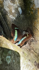 Charaxinae