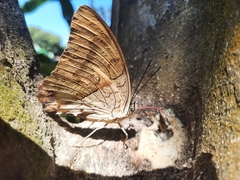 Charaxinae