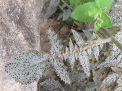 Chylismia multijuga