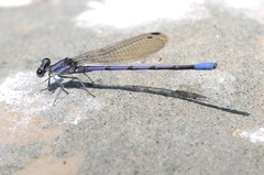 Argia hinei