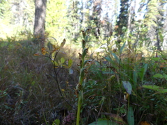 Platanthera orbiculata
