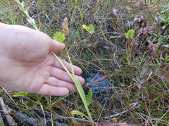 Platanthera orbiculata