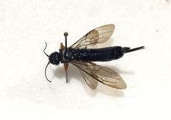 Sirex cyaneus