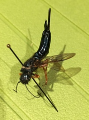 Sirex cyaneus
