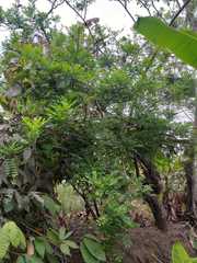 Spondias purpurea