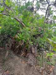 Spondias purpurea