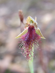 Calochilus robertsonii