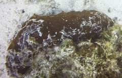 Holothuria mexicana