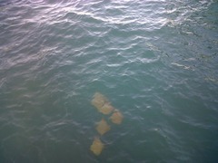 Rhinoptera steindachneri