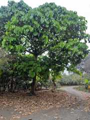 Magnoliopsida
