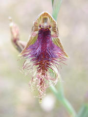 Calochilus robertsonii