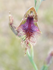 Calochilus robertsonii