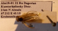 Cymatia rogenhoferi