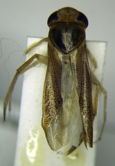Cymatia rogenhoferi