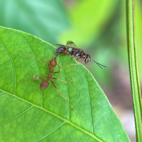 Dicranorhina observed 2020-10-11