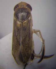Cymatia rogenhoferi