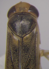 Cymatia rogenhoferi