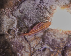 Neoniphon vexillarium