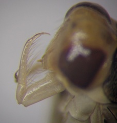 Cymatia rogenhoferi