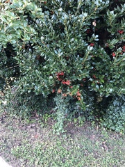 Alectryon diversifolius