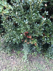 Alectryon diversifolius