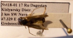 Cymatia rogenhoferi