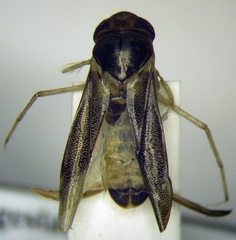 Cymatia rogenhoferi