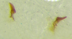 Cymus claviculus