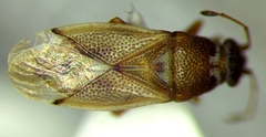 Cymus claviculus