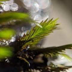 Fissidens grandifrons