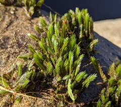 Fissidens grandifrons