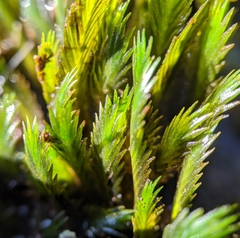 Fissidens grandifrons