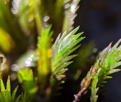 Fissidens grandifrons