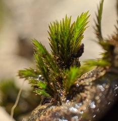 Fissidens grandifrons
