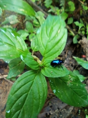 Alticina