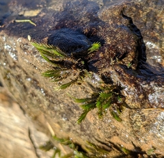 Fissidens grandifrons