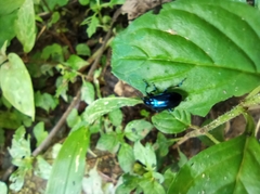 Alticina