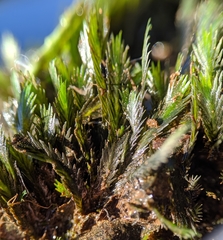 Fissidens grandifrons